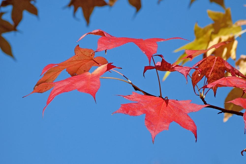 Foliage Nature Fall Leaves Contrast Color Red Foliage Nature Fall Leaves Contrast Color Red