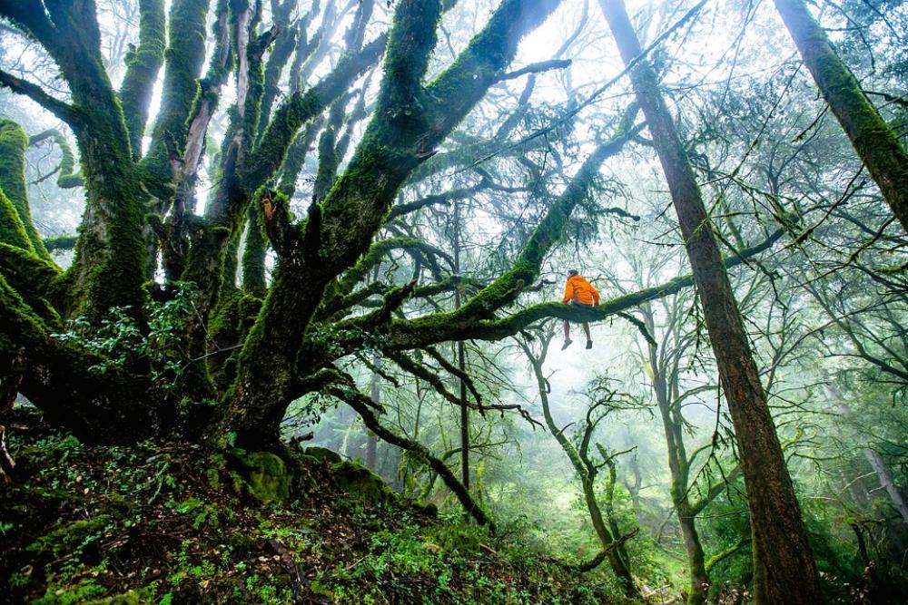 Forest Trees Man Adventure Nature Natural Scenery Forest Trees Man Adventure Nature Natural Scenery