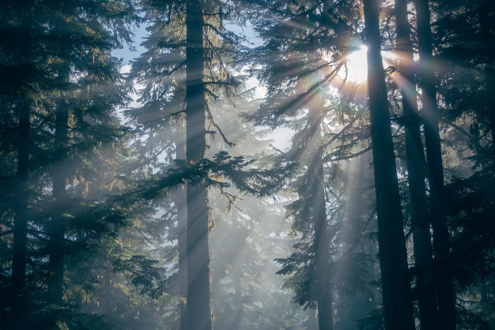 Forest Nature Silhouette Sunlight Trees Woods Forest Nature Silhouette Sunlight Trees Woods