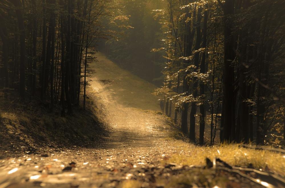 Forest The Path Landscape In The Fall Tree Trail Forest The Path Landscape In The Fall Tree Trail