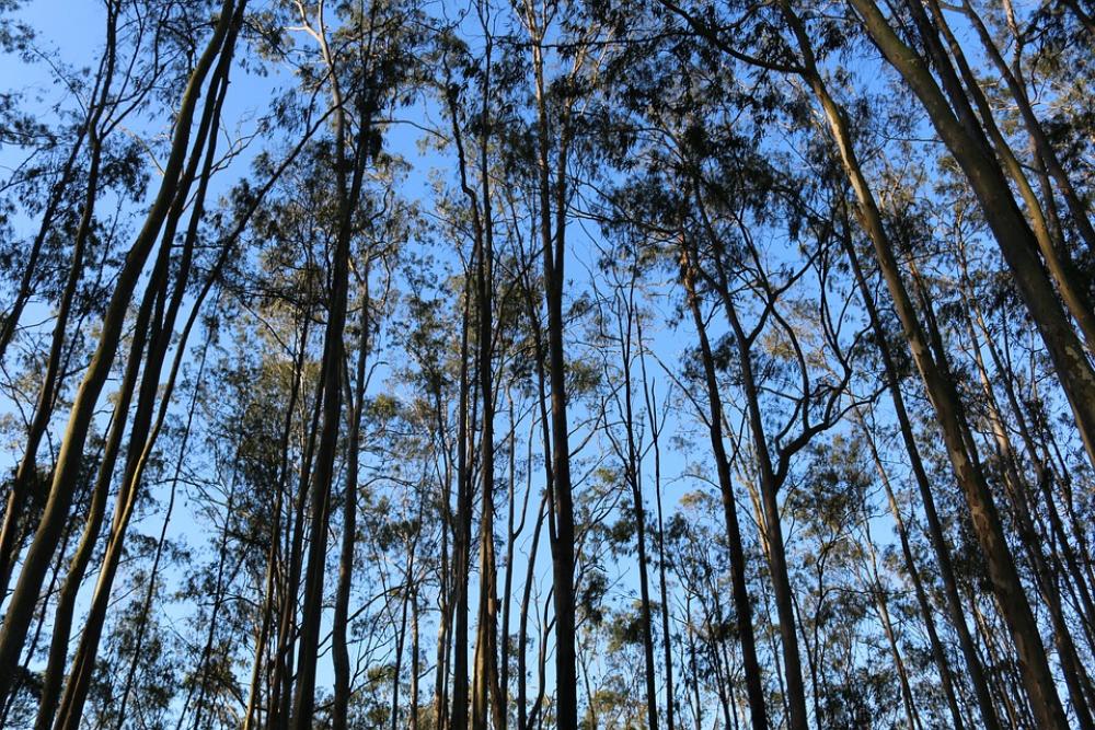 Forest Tree Sky Nature Landscape Trees Wood Forest Tree Sky Nature Landscape Trees Wood