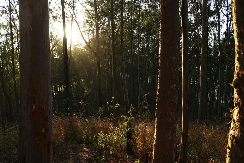 Forest Tree Sky Nature Landscape Trees Wood Forest Tree Sky Nature Landscape Trees Wood