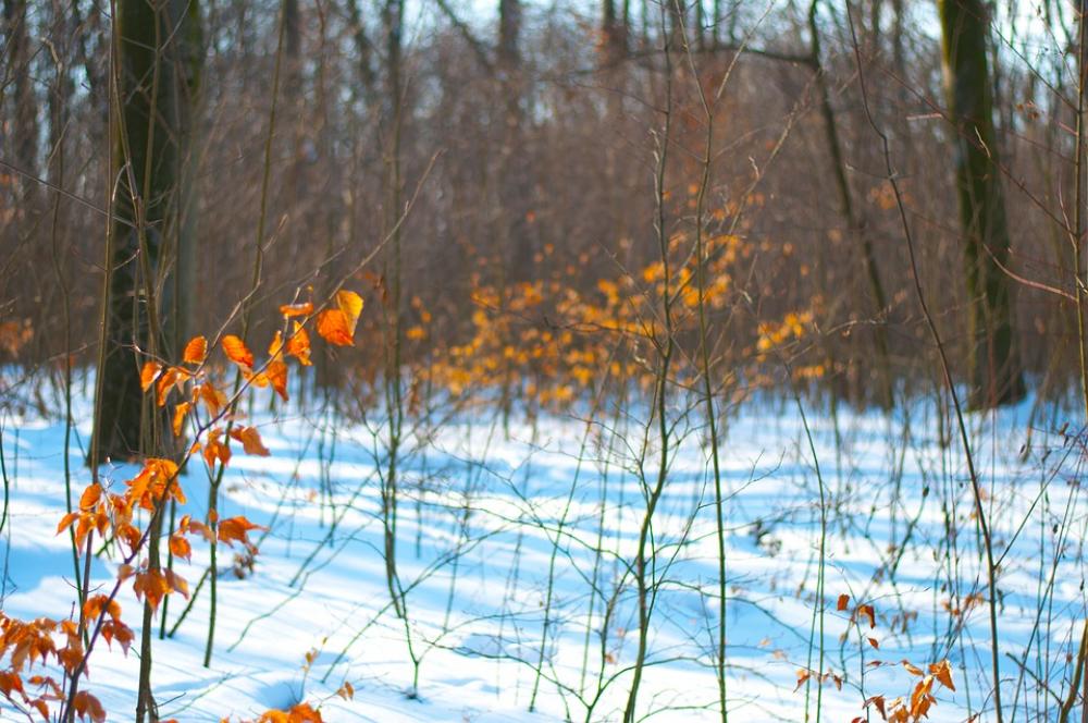 Forest Winter Snow Nature Landscape Frost Tree Forest Winter Snow Nature Landscape Frost Tree