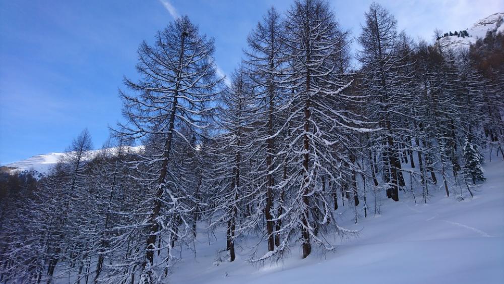 Forest Winter Firs Landscape Trees Wintry Scenic Forest Winter Firs Landscape Trees Wintry Scenic