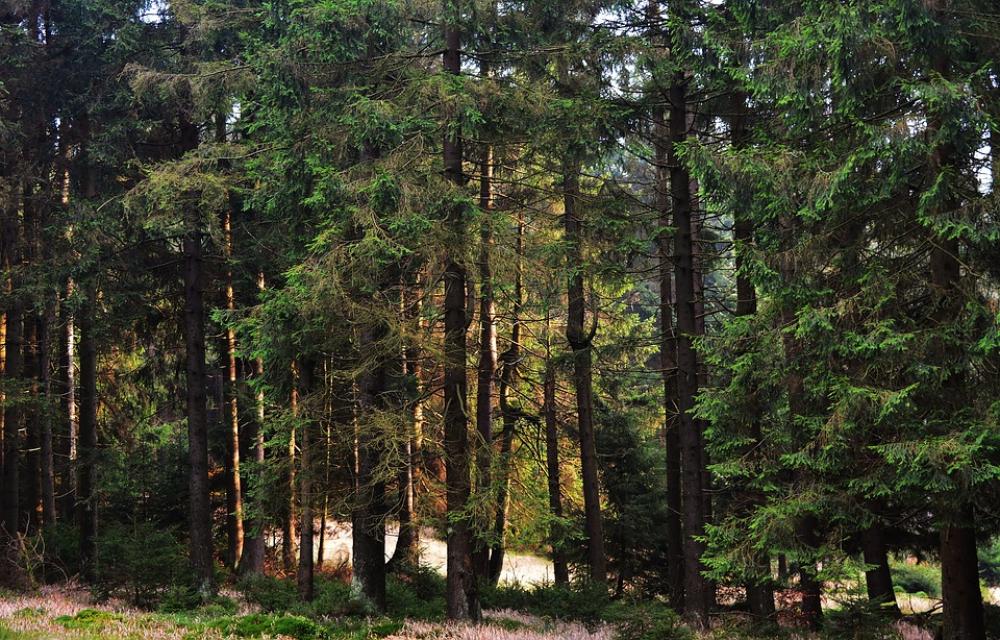 Forest Sunrise Lighting Nature Sunlight Forest Sunrise Lighting Nature Sunlight