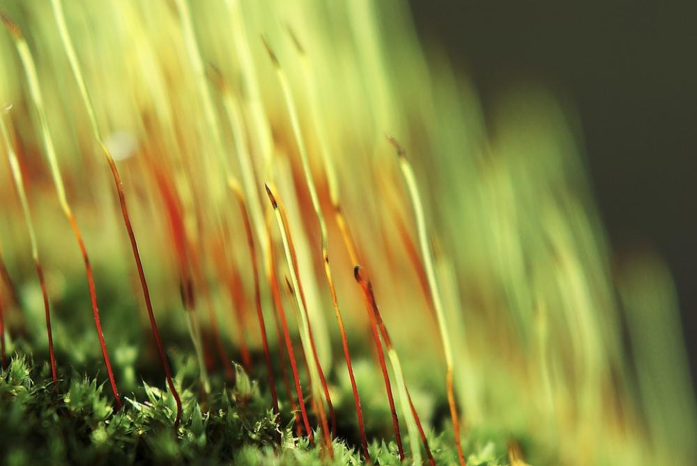 Forest Moss Green Nature Vegetation Plant Forest Moss Green Nature Vegetation Plant
