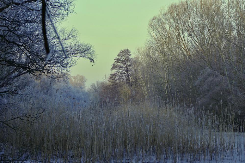 Forest Nature Winter Trees Frost Ice Forest Nature Winter Trees Frost Ice