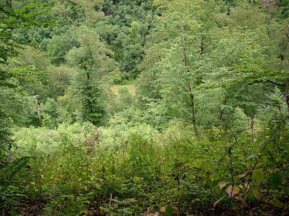 Forest Glade Nature Green Landscape Forest Glade Nature Green Landscape