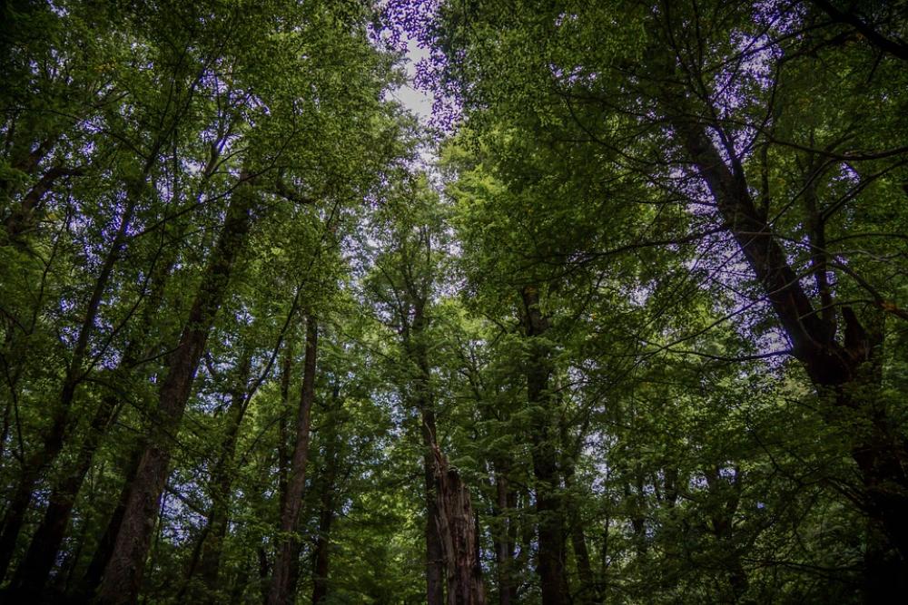Forest Trees Nature New Zealand Green Wood Forest Trees Nature New Zealand Green Wood