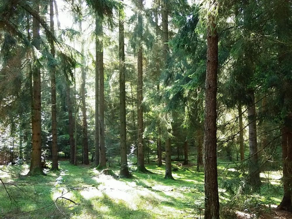 Forest Sunbeam Green Backlighting Nature Trees Forest Sunbeam Green Backlighting Nature Trees