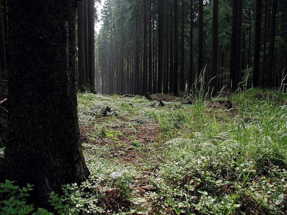 Forest Woods Landscape Scene Rural Twilight Dusk Forest Woods Landscape Scene Rural Twilight Dusk