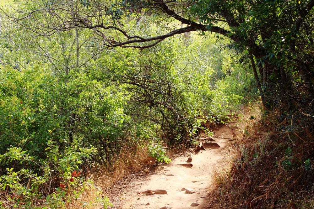 Forest Forest Path Light And Shadow Green Trees Forest Forest Path Light And Shadow Green Trees