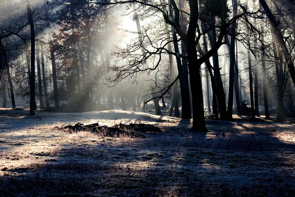 Forest Light Mood Light Beam Morgenstimmung Forest Light Mood Light Beam Morgenstimmung
