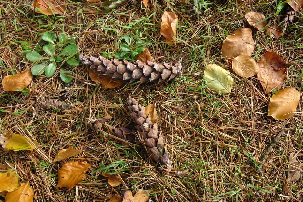 Forest Floor Pine Cones Autumn Brown Forest Floor Pine Cones Autumn Brown