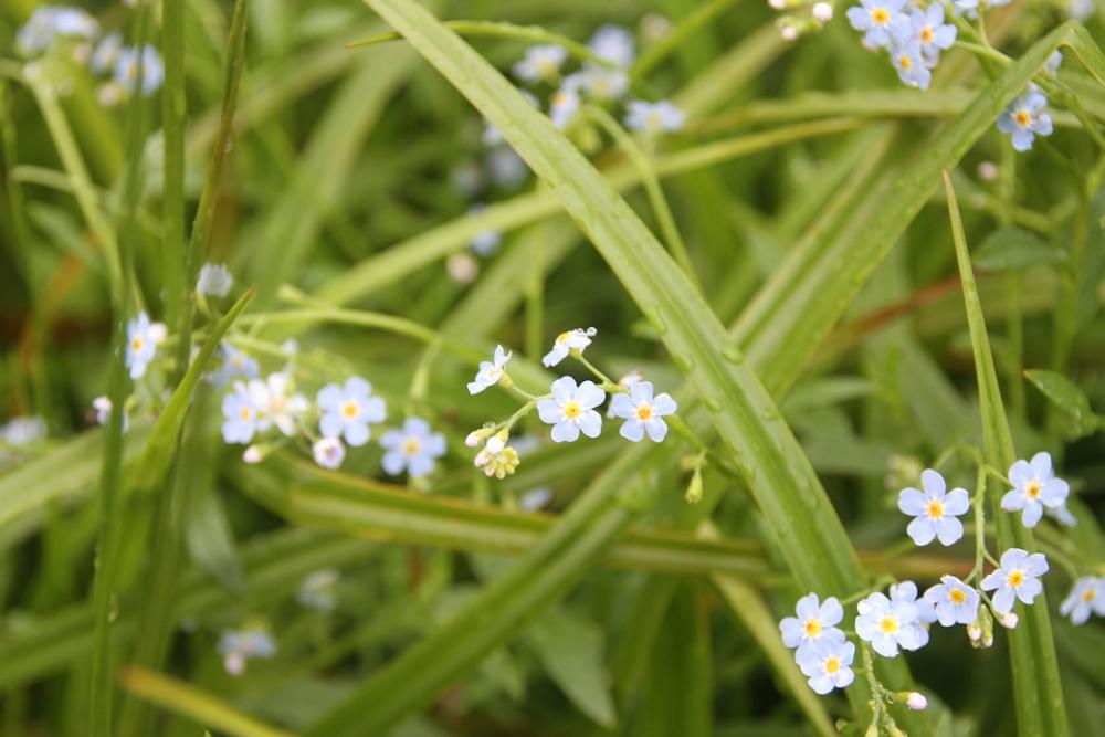 Forget-Me-Not Meadow Flower Forget-Me-Not Meadow Flower