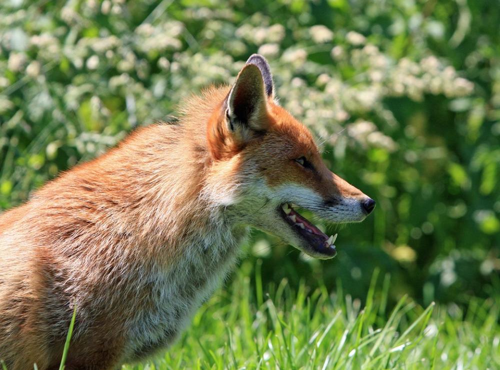 Fox Red Fox Red Portrait Animal Wild Wildlife Fox Red Fox Red Portrait Animal Wild Wildlife