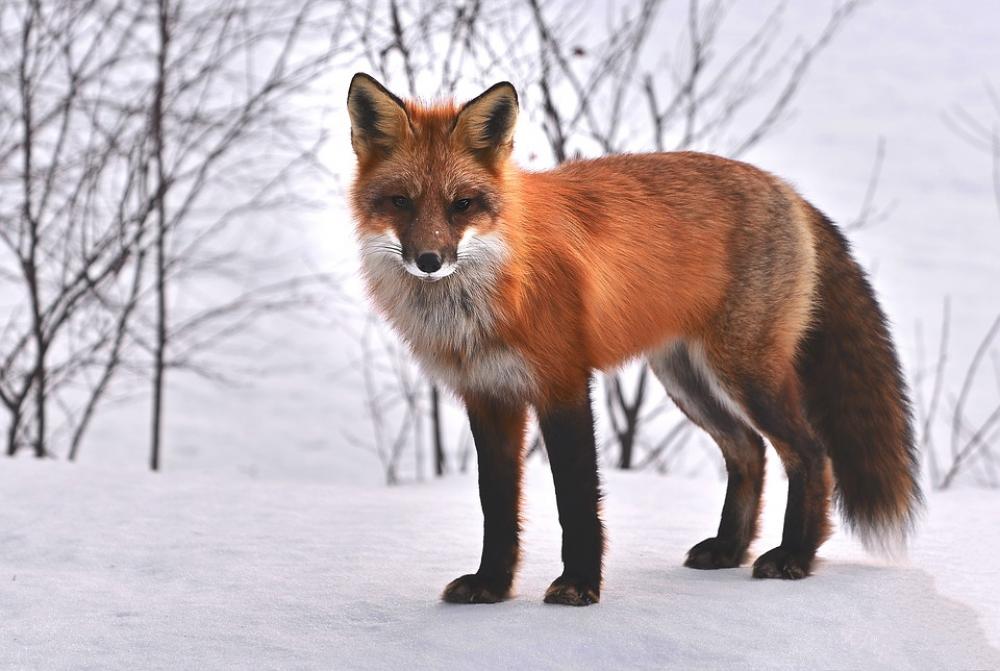 Fox Nature Animals Roux Fauna Wild Animal Fox Nature Animals Roux Fauna Wild Animal