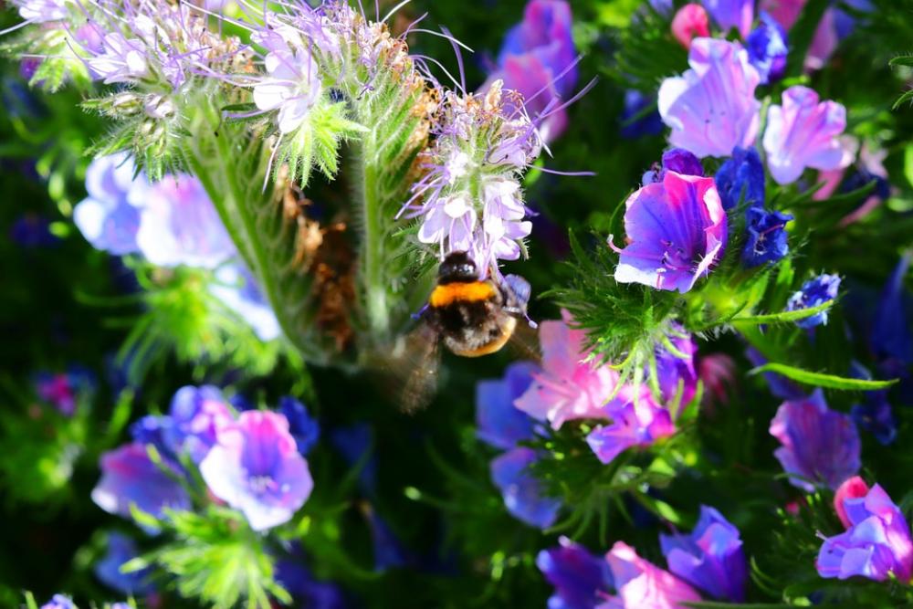 Friend Bee Nature Violet Flower Bloom Hairy Friend Bee Nature Violet Flower Bloom Hairy