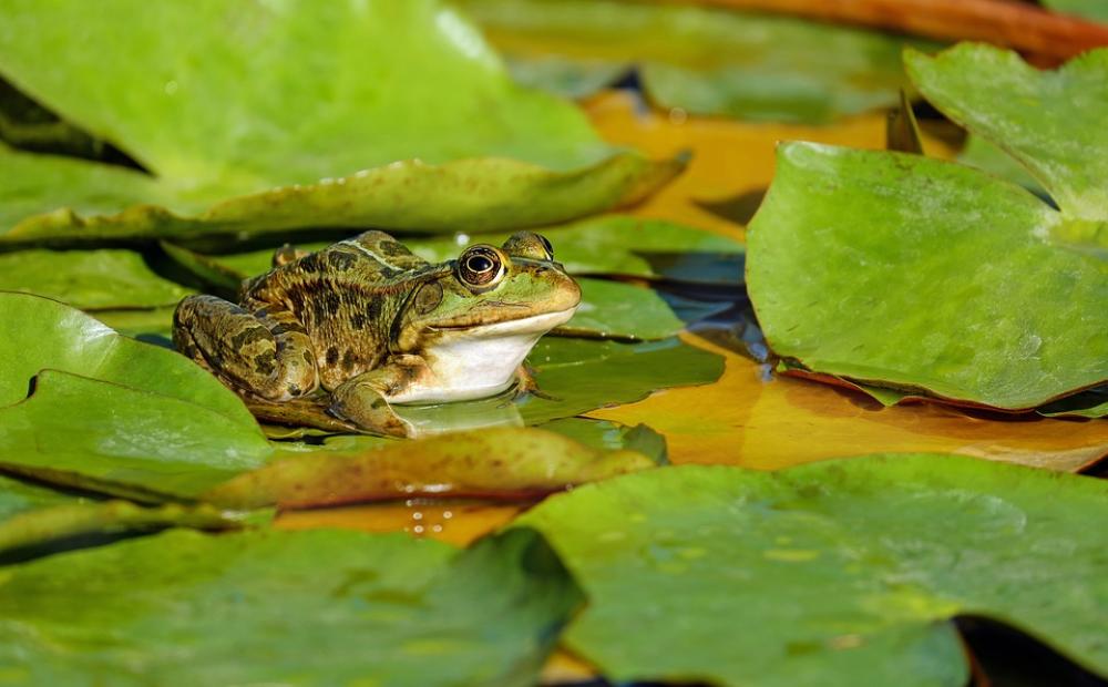 Frog Water Frog Frog Pond Amphibian Animal Sitting Frog Water Frog Frog Pond Amphibian Animal Sitting