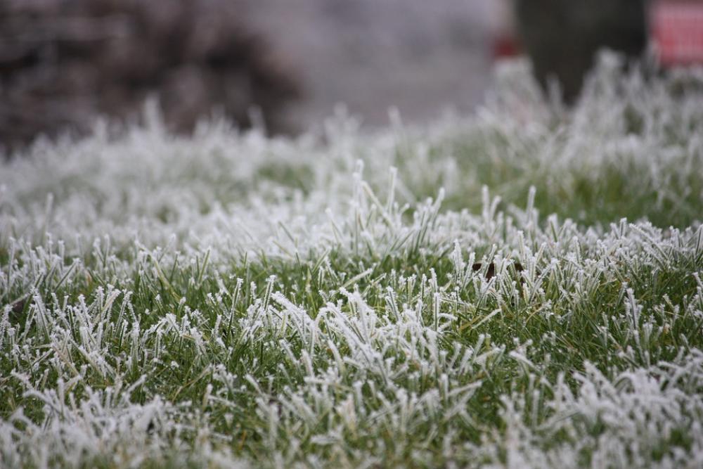 Frost Grass Prairie Cold Morning Ice Gel Winter Frost Grass Prairie Cold Morning Ice Gel Winter