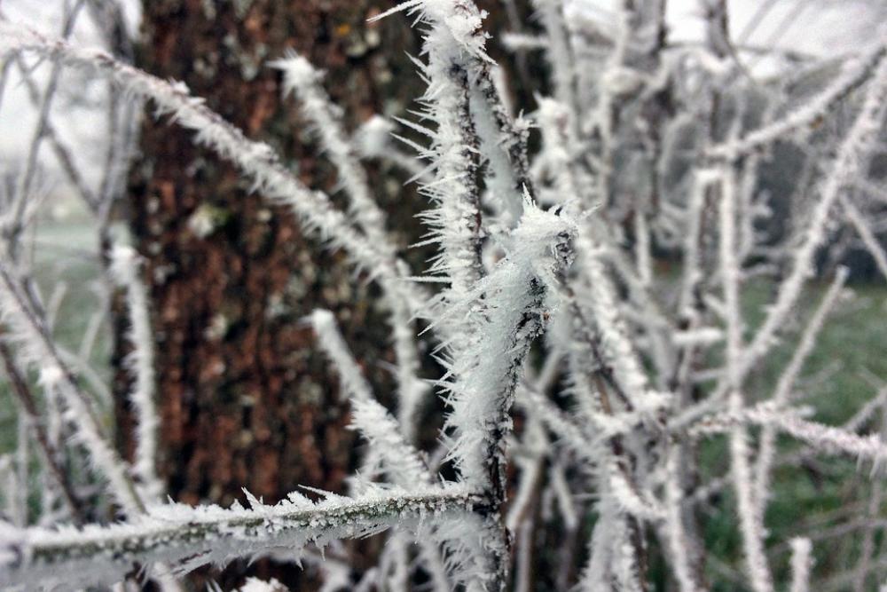 Frost Aesthetic Cold Nature Frozen Branch Snow Frost Aesthetic Cold Nature Frozen Branch Snow