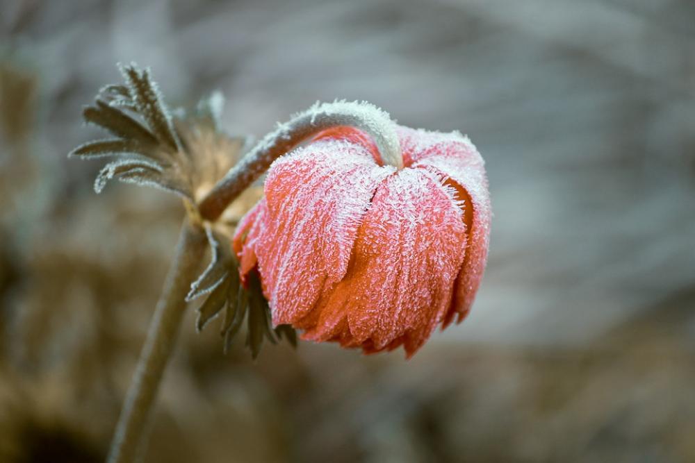 Frozen Blossom Bloom Ripe Head Depend Ice Winter Frozen Blossom Bloom Ripe Head Depend Ice Winter