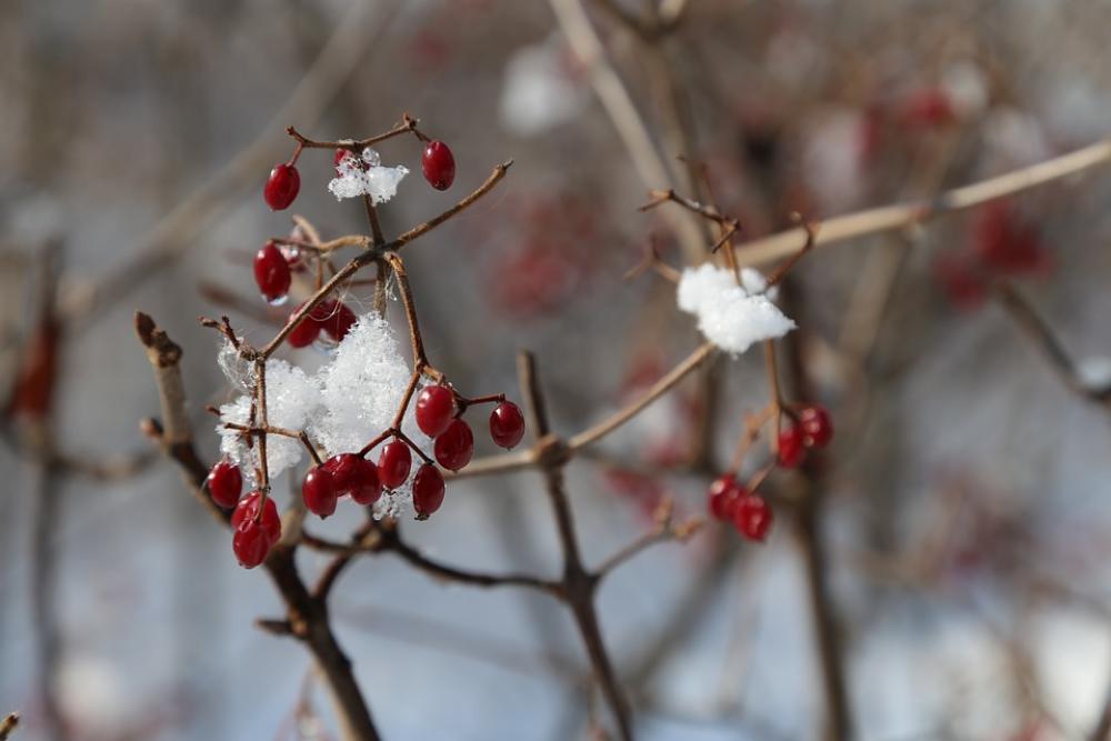 Fruit Snow Ice Winter Nature Landscape Wood Fruit Snow Ice Winter Nature Landscape Wood