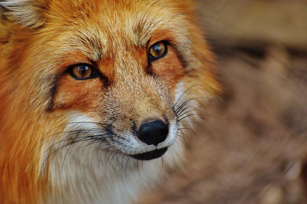 Fuchs Wildpark Poing Animal Nature Animal World Fuchs Wildpark Poing Animal Nature Animal World