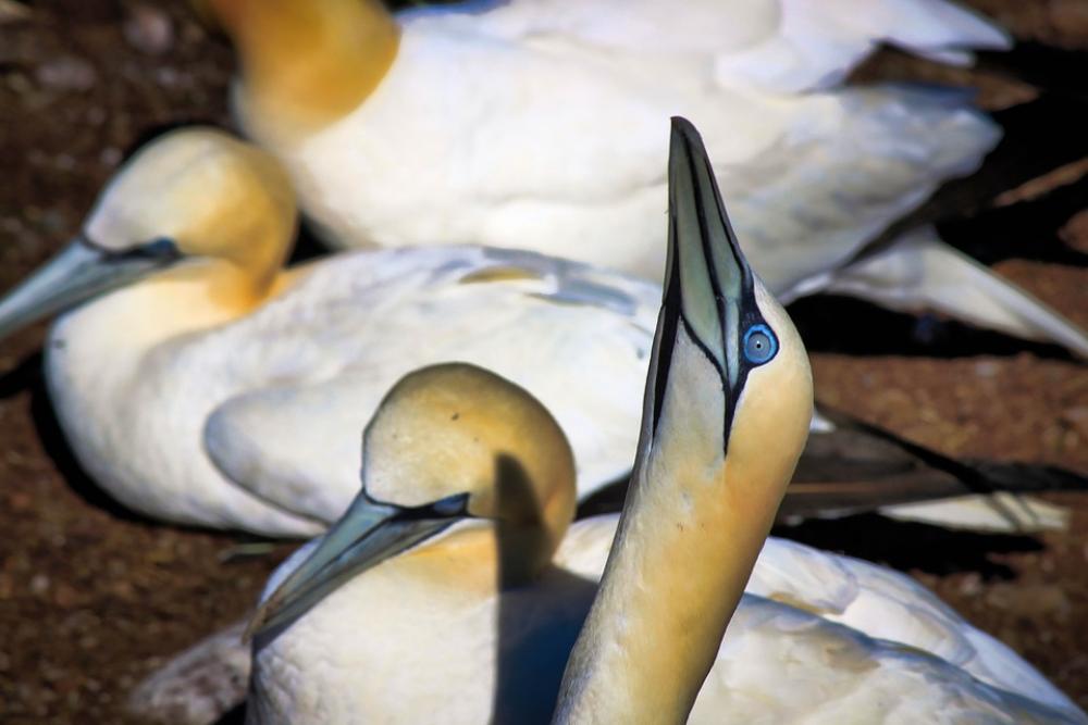 Gannets Birds Nature Animal Bonaventure Island Eye Gannets Birds Nature Animal Bonaventure Island Eye