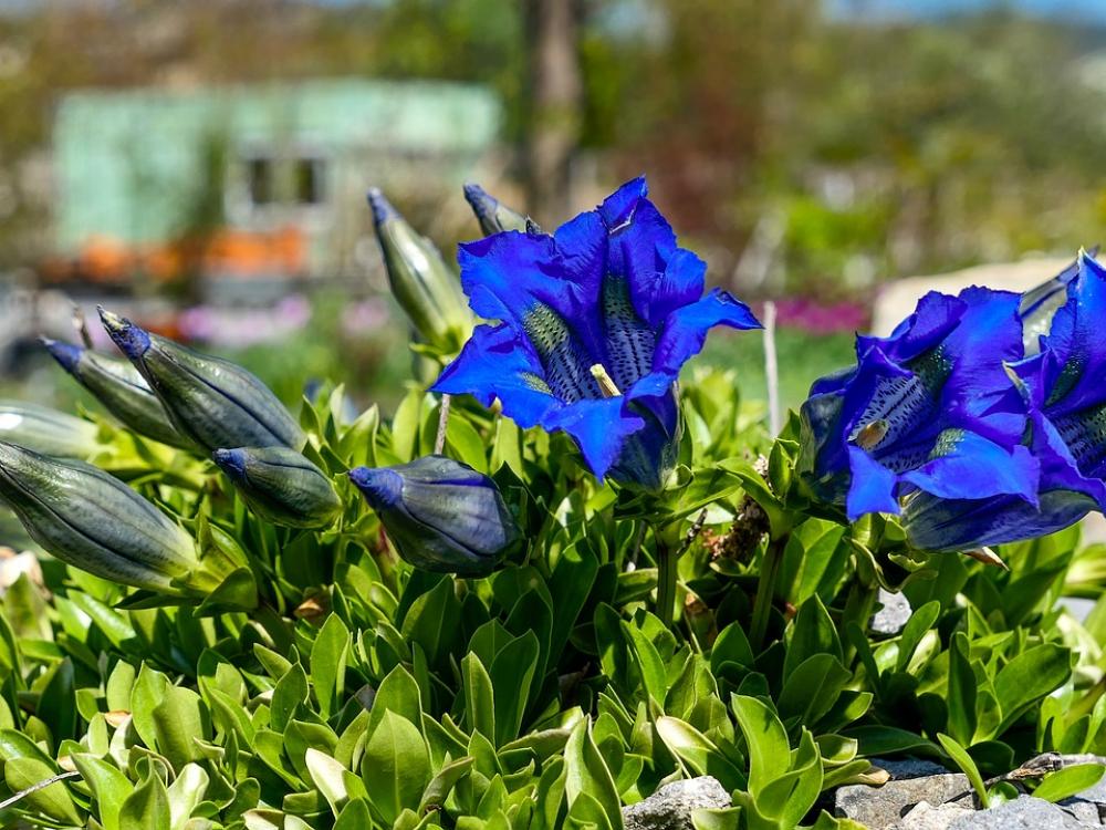 Garden Gentian Blue Nature Summer Strong Stamens Garden Gentian Blue Nature Summer Strong Stamens