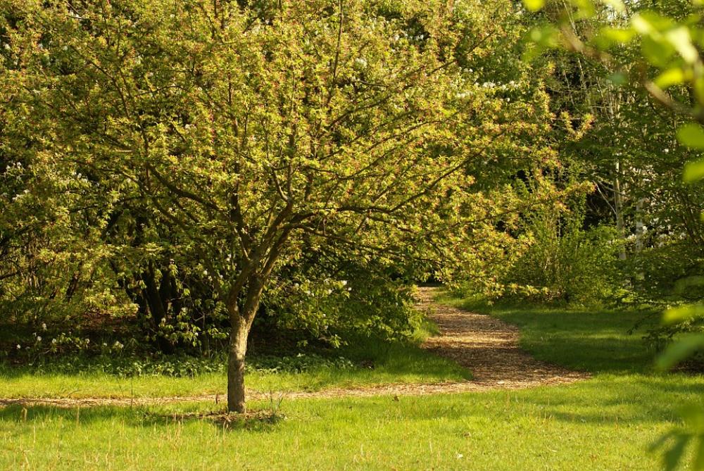 Garden Tree Hiking Nature Romantic Spring Garden Tree Hiking Nature Romantic Spring