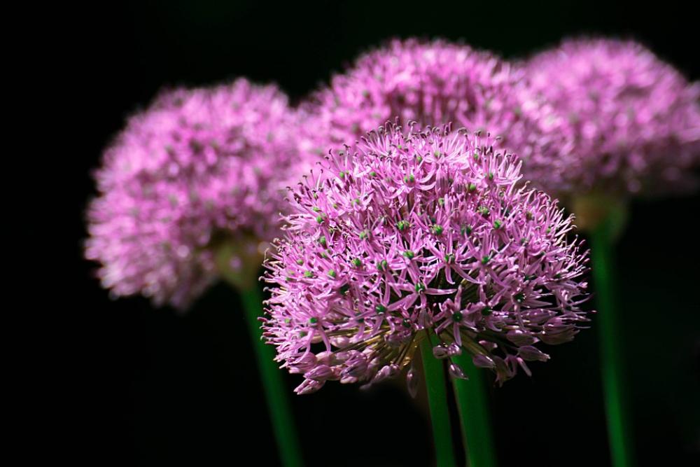 Flower Lilac Garden Nature Blossom Color Flower Lilac Garden Nature Blossom Color