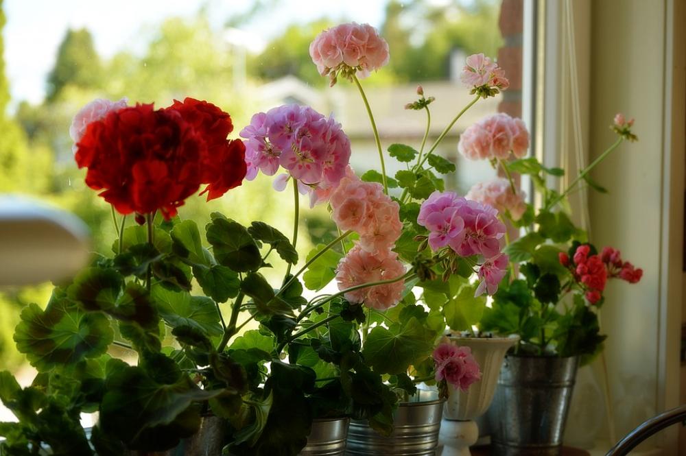Geranium Flower Spring Window Red Pink Plant Geranium Flower Spring Window Red Pink Plant
