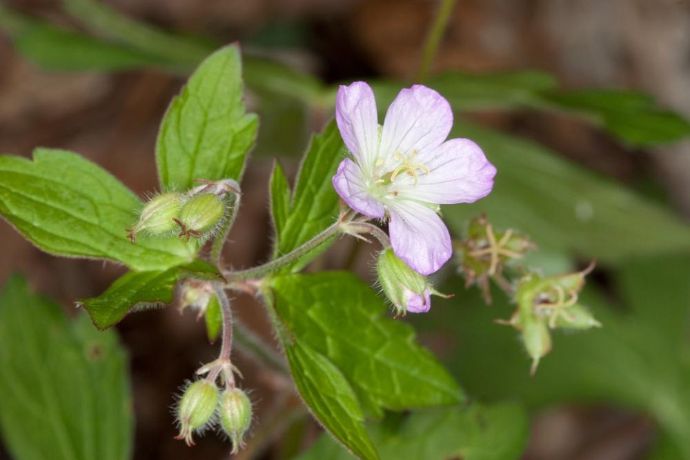 Geranium Flower Wild Geranium Blooms Blossoms Geranium Flower Wild Geranium Blooms Blossoms