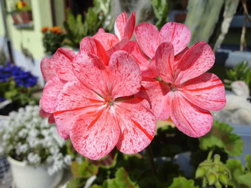 Geranium Flower Nature Plant Flowers Summer Geranium Flower Nature Plant Flowers Summer
