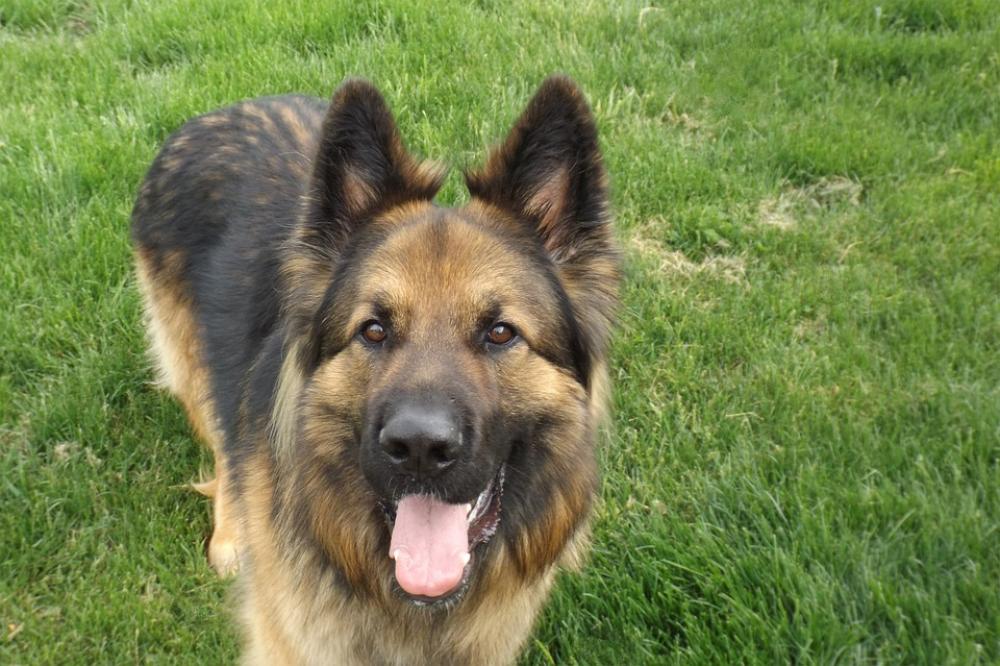 German Sheppard Dog Cute German Sheppard Dog Cute