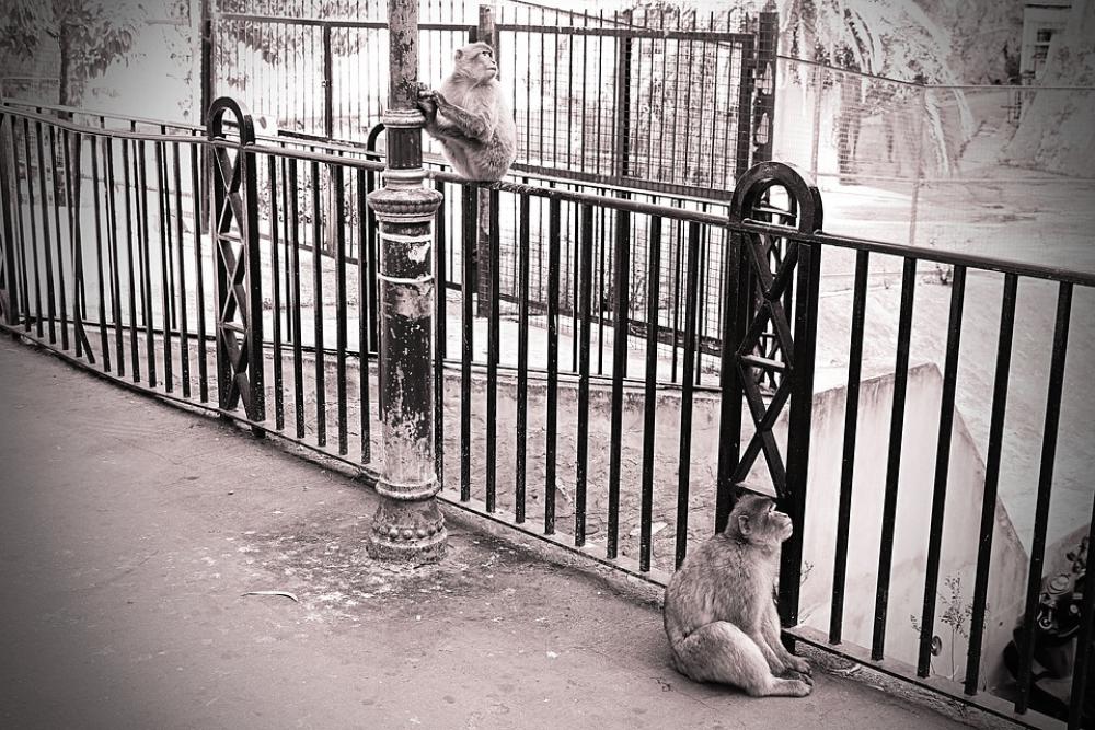 Gibraltar Summer Ape Animals Everyday Life Nature Gibraltar Summer Ape Animals Everyday Life Nature