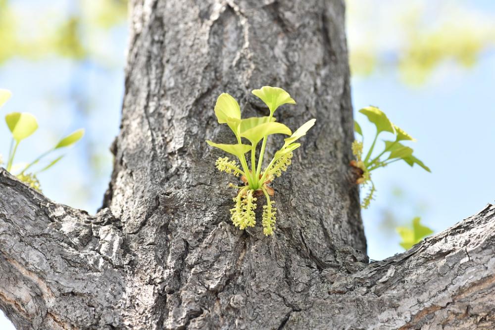 Ginkgo Flower Ginkgo Water Flower Ginkgo Leaf Ginkgo Flower Ginkgo Water Flower Ginkgo Leaf