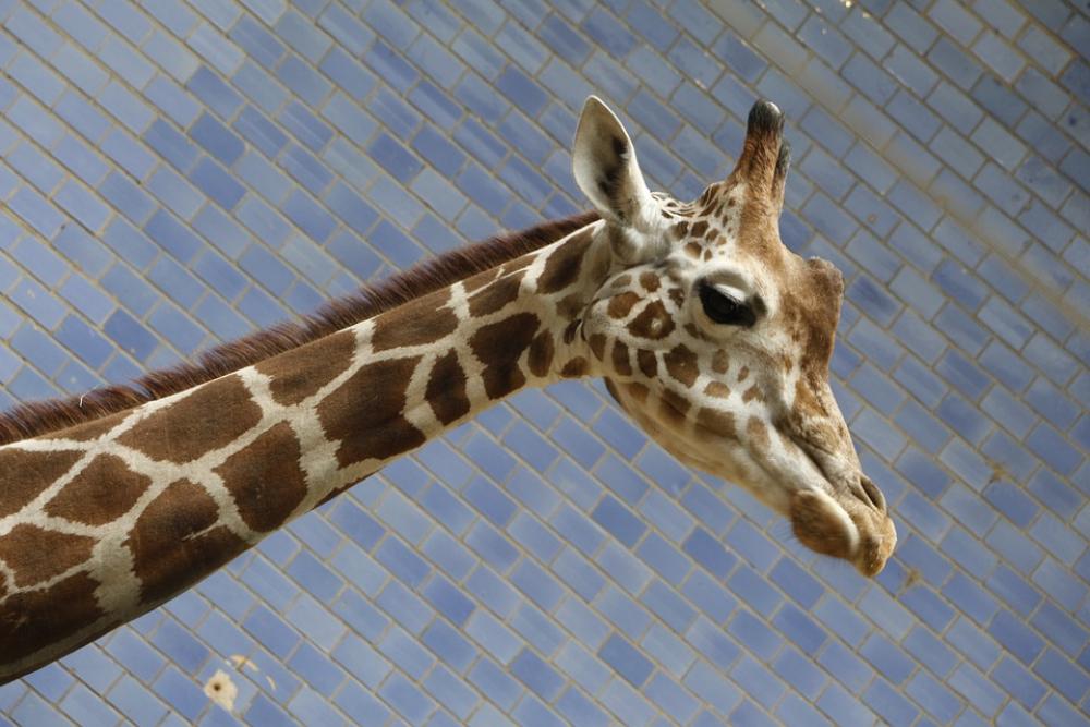 Giraffe Zoo Animal Africa Neck Safari Giraffe Zoo Animal Africa Neck Safari