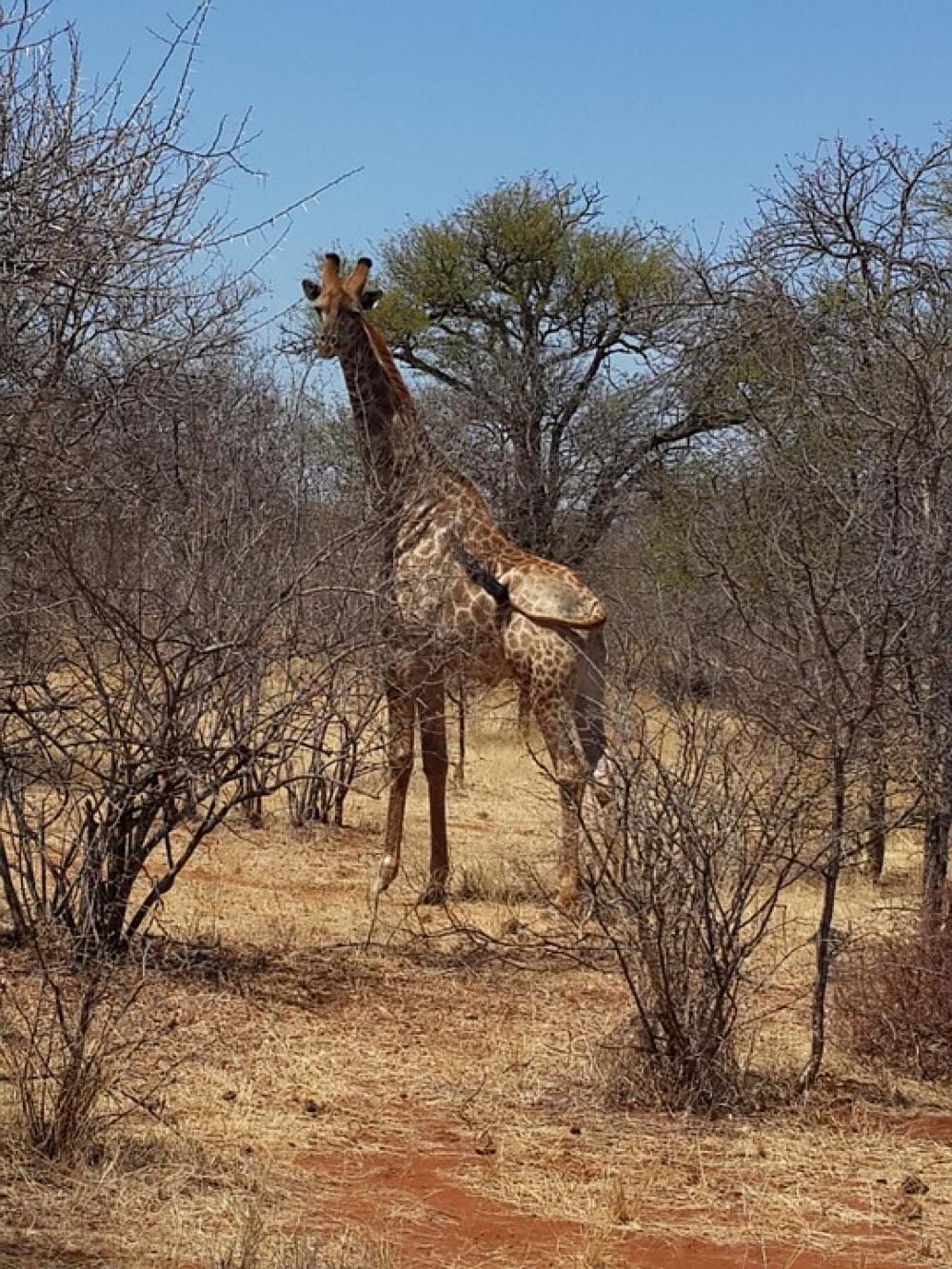 Giraffe Wildlife Bush Africa Giraffe Wildlife Bush Africa