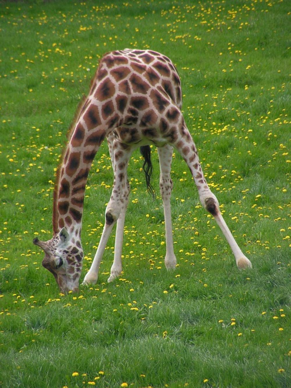 Giraffe Graze Grass Giraffe Graze Grass