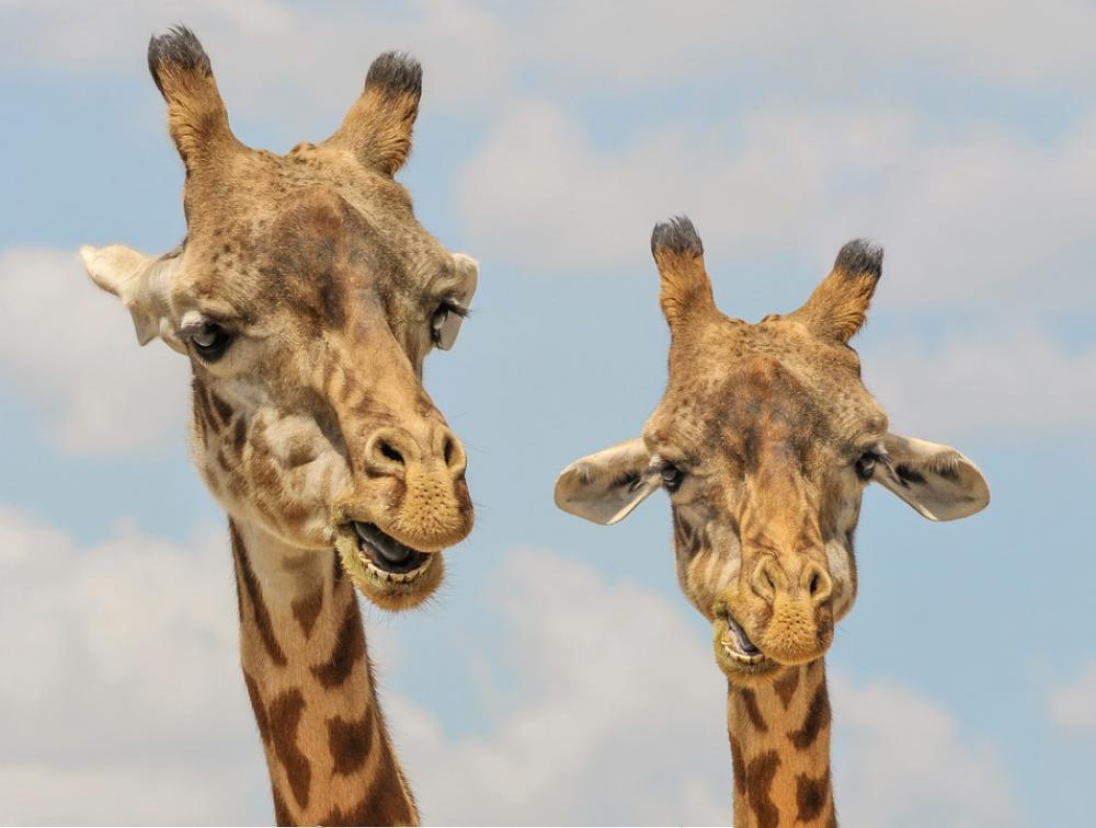 Giraffe Animals Zoo Funny Fauna Mammal Wildlife Giraffe Animals Zoo Funny Fauna Mammal Wildlife