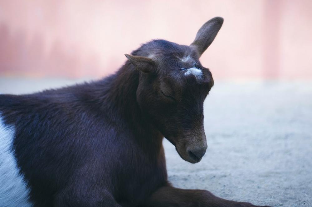 Goat Pastel Love Farm Ranch Barn Animal Goat Pastel Love Farm Ranch Barn Animal