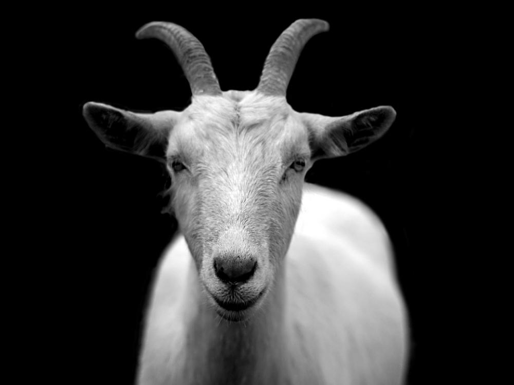 Goat Animal Horns Black And White Goat Animal Horns Black And White