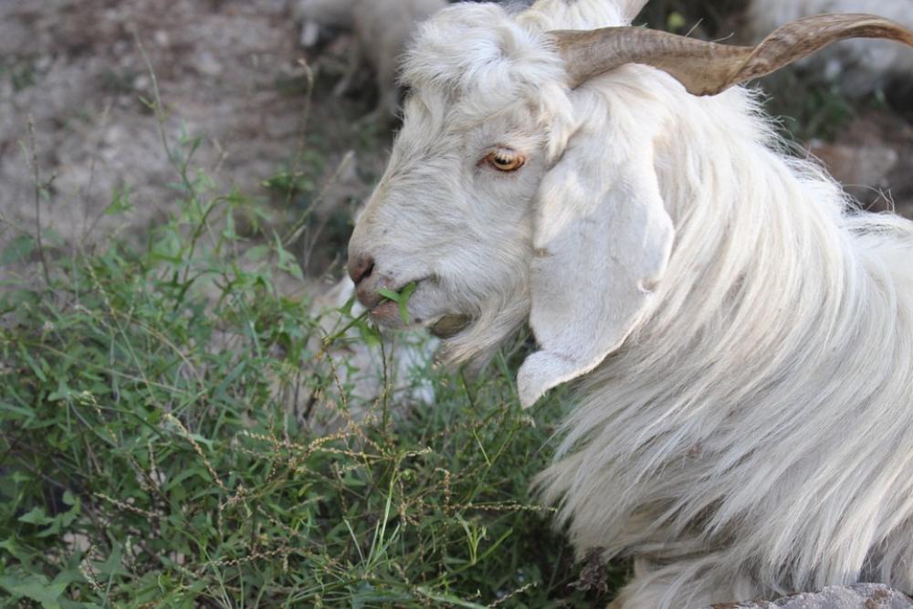 Goat Shimla Himachal India Pradesh Valley Goat Shimla Himachal India Pradesh Valley