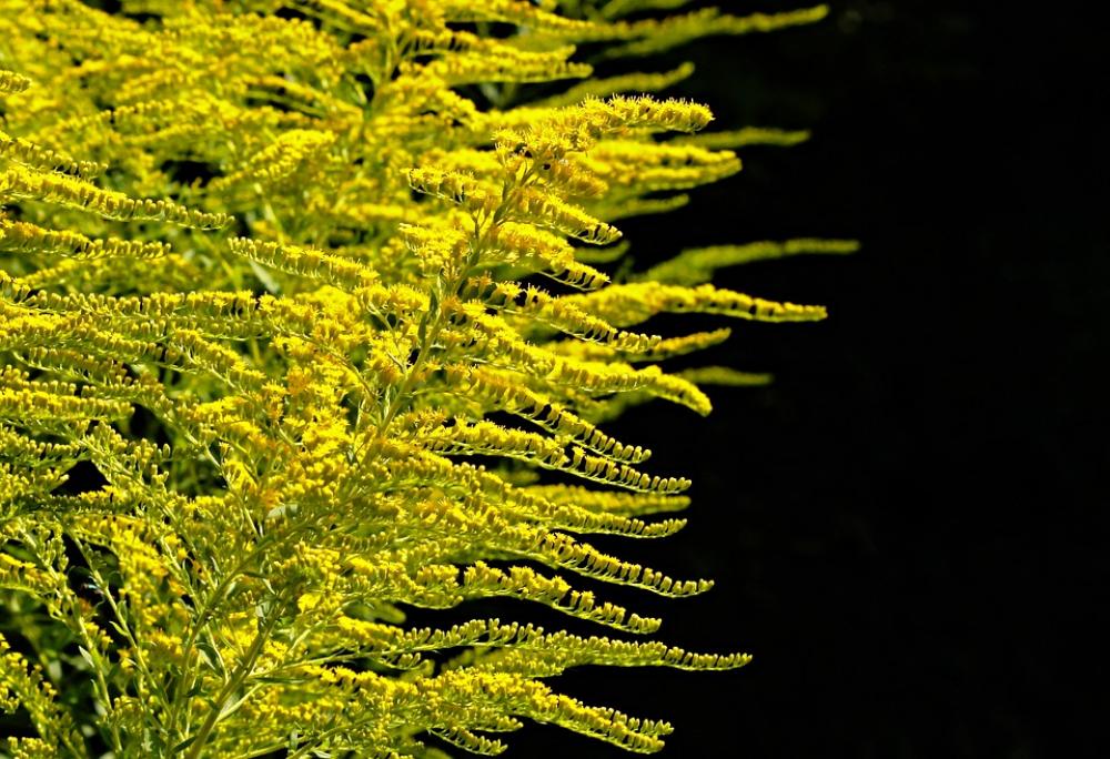 Golden Rod Gold Diamond Herbaceous Plant Flora Golden Rod Gold Diamond Herbaceous Plant Flora