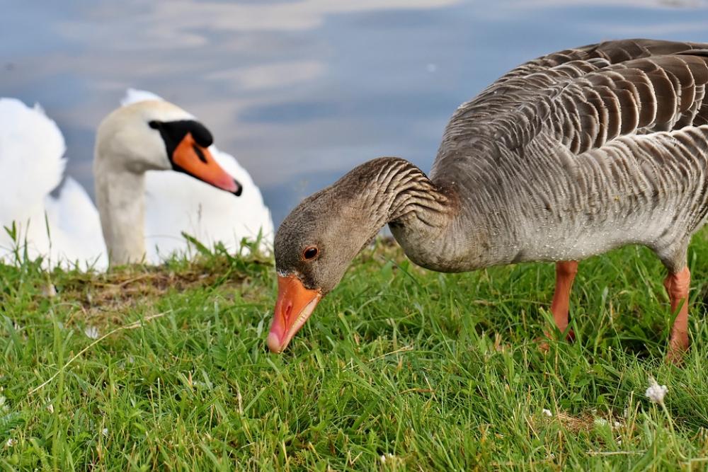 Goose Swan Water Waterfowl Nature Poultry Goose Swan Water Waterfowl Nature Poultry