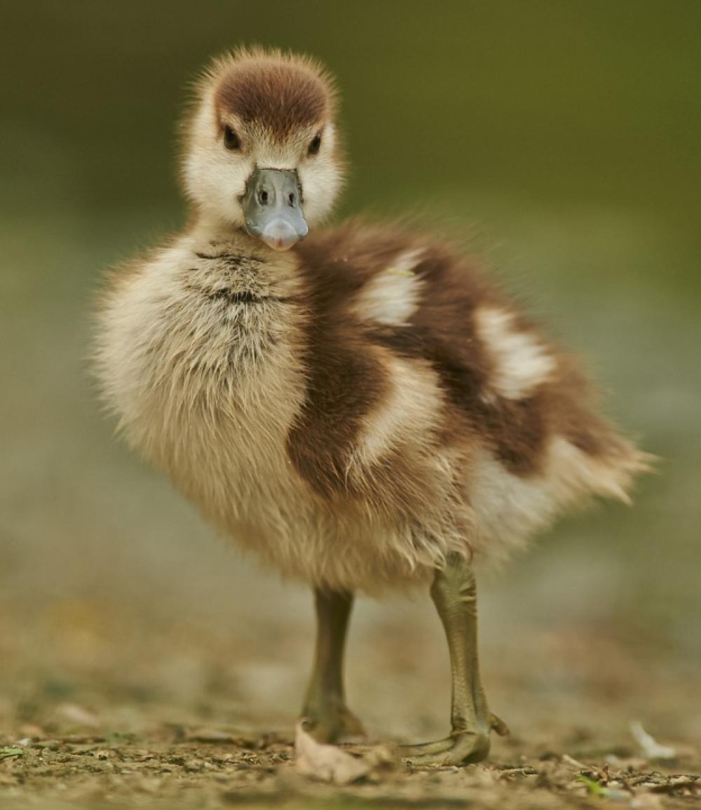 Goose Duck Young Feather Gaensekuecken Animal Goose Duck Young Feather Gaensekuecken Animal