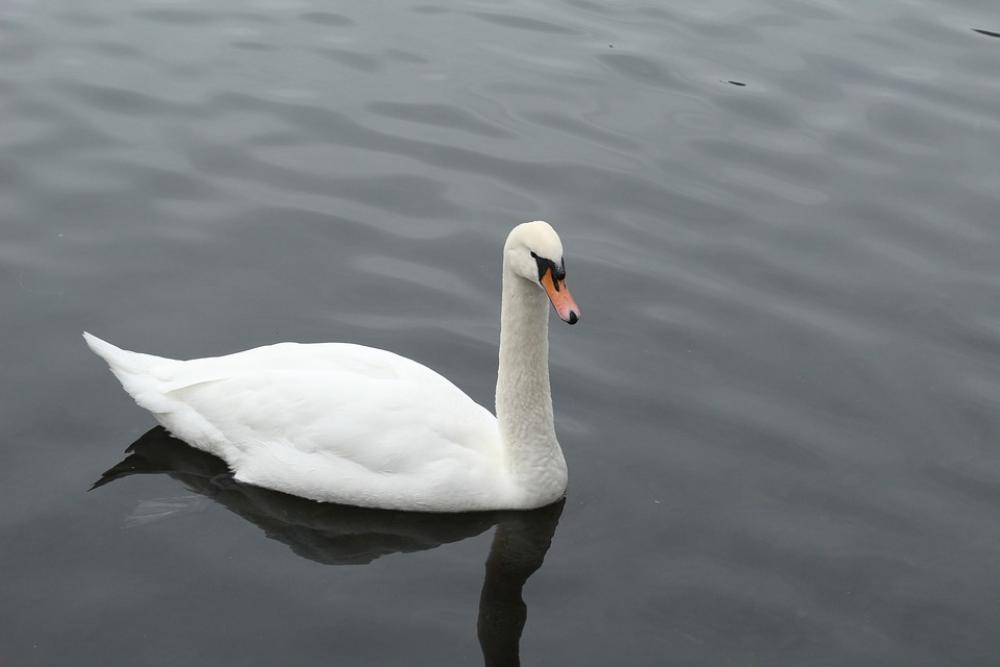 Goose Water Nature Animals Bird Animal Geese Goose Water Nature Animals Bird Animal Geese