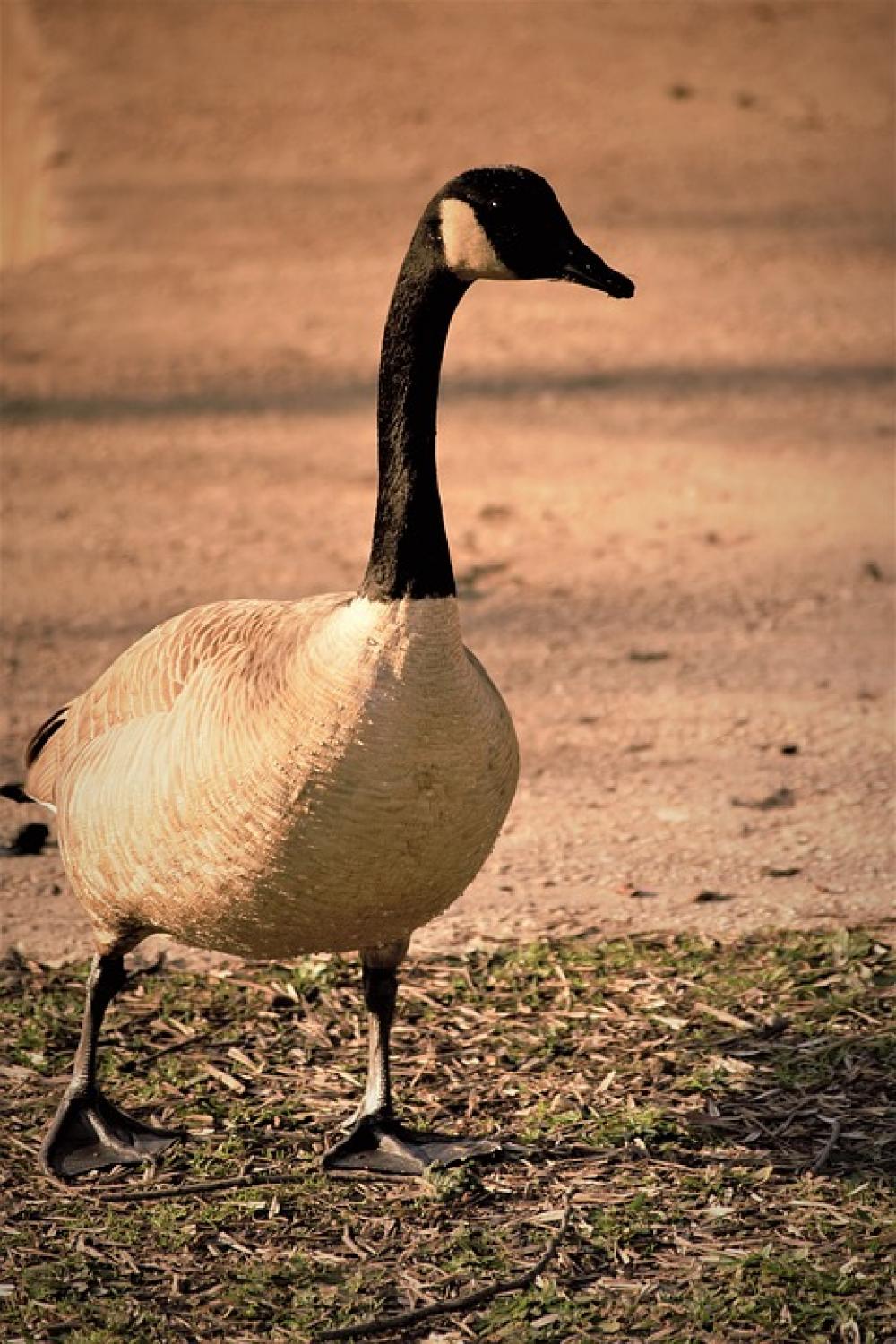 Goose Nature Animals Bird Geese Wildlife Walking Goose Nature Animals Bird Geese Wildlife Walking